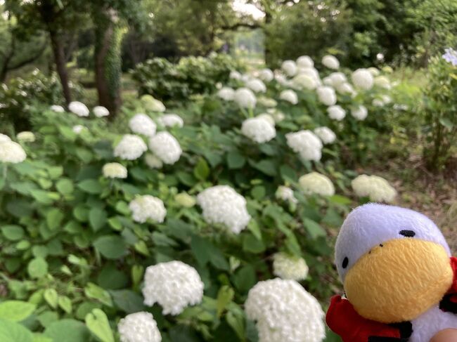今年もアジサイを見に色々なところに行きました。今回は寺社仏閣と一緒にアジサイの花が撮れる所を中心に行ってきました。<br />文京区の白山神社、京王線の駅名にもなっている高幡不動尊、鎌倉の一条恵観山荘、立川の昭和記念公園、千葉県松戸市の本土寺などに行ってきました。