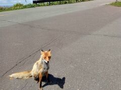 世界遺産知床半島（でっかい道）狐？？3日目