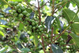 【コロンビア】散歩をしながらコーヒー農園見学