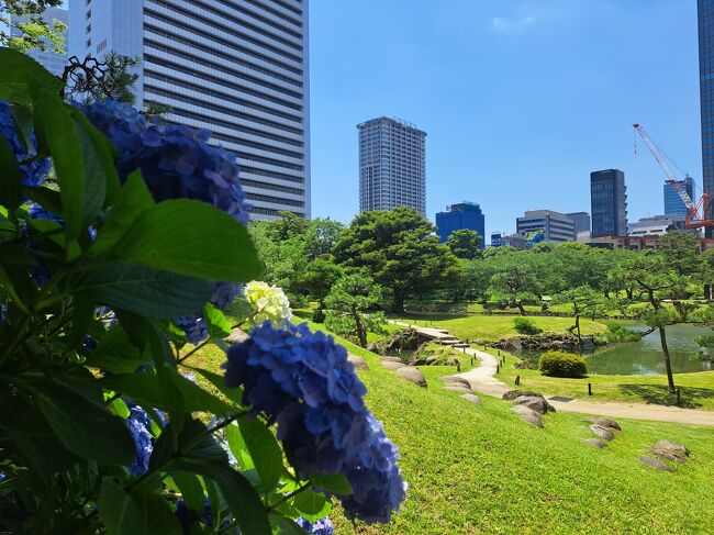 梅雨の時期はなかなかウォーキングが出来ないけど、この日はお天気が良かったので柄にもなく夫と港区を散歩することにしました。<br />まあ私達のことなので、港区でもおしゃれには縁がなく中山道ウォークファッションですけどね。<br /><br />レインボーブリッジを渡ってお台場に行くことにしました。<br />