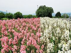 信州・長野　国営アルプスあずみの公園散策にてリフレッシュぶらぶらドライブ旅ー２