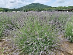 関東最大級のラベンダー園　千年の苑に行って来たぞ