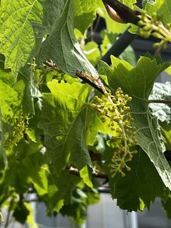 山形高畠•赤湯でワイン用ぶどうの芽かきと湯沼温泉で日頃の喧騒から離れてみた～（しかし仕事）