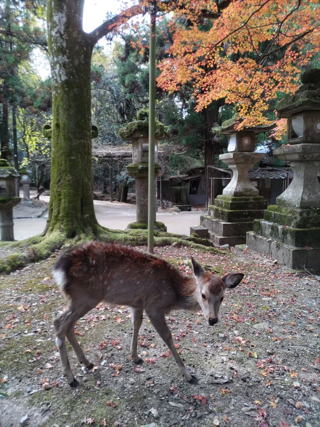 「いまなら。キャンペーン2022プラス」全国旅行支援 平日2,000円分、休日1,000円分に加え、奈良県独自で平日1,000円分、休日は他県民は1,000円分を上乗せしているし、ホテル代金は半額補助でお得に紅葉のハイシーズンにいってきました。<br /><br />