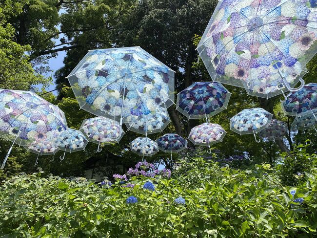 6月18日に一泊した翌日は紫陽花を鑑賞するために<br />長岡京市の柳谷観音 楊谷寺と善峯寺へ