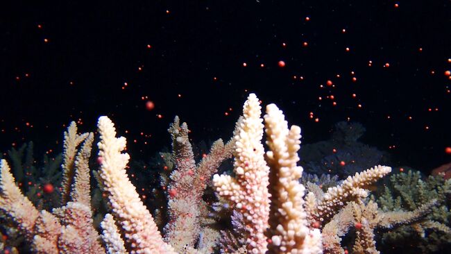 昨夜、サンゴの産卵狙いで潜った座間味島の海　無事大噴火のサンゴの産卵を見る事ができてとても感動しました。<br />座間味島の場合、同じサンゴが2日に分かれて産卵する事も多いようで本日も昼間に2本潜り、夜に2本潜る事になりました。<br />今日も楽しみですね。