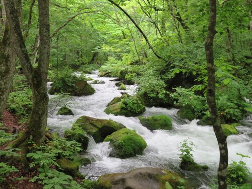 ちょこっと青森（白神山地青池＆奥入瀬渓流＆酸ヶ湯温泉）』奥入