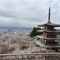 ぐーたらにゃんこの国内旅行記：おばちゃんず 富士吉田で富士山と桜まつりの旅　