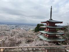 ぐーたらにゃんこの国内旅行記：おばちゃんず 富士吉田で富士山と桜まつりの旅　