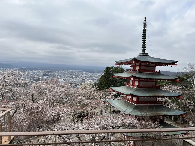 写真でよく見かける、新倉山浅間神社にある忠霊塔に行って富士山を見たい！と言う思い付きをちー様に話したところ、じゃあ行こう！と、とんとん拍子に決まった今回の旅行。<br />前回のお伊勢さんの旅中にホテルを急遽予約しました。<br /><br />富士山と桜を見るためには、天気は絶対条件！<br />超絶晴れ女のちー様のパワーはいかに&#8252;&#8252;