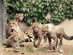 群馬サファリパーク