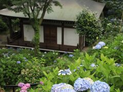 早尾山妙楽寺の紫陽花と生田緑地散策