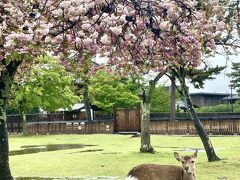 桜は散っていたけど、若葉が気持ちよかった吉野、奈良
