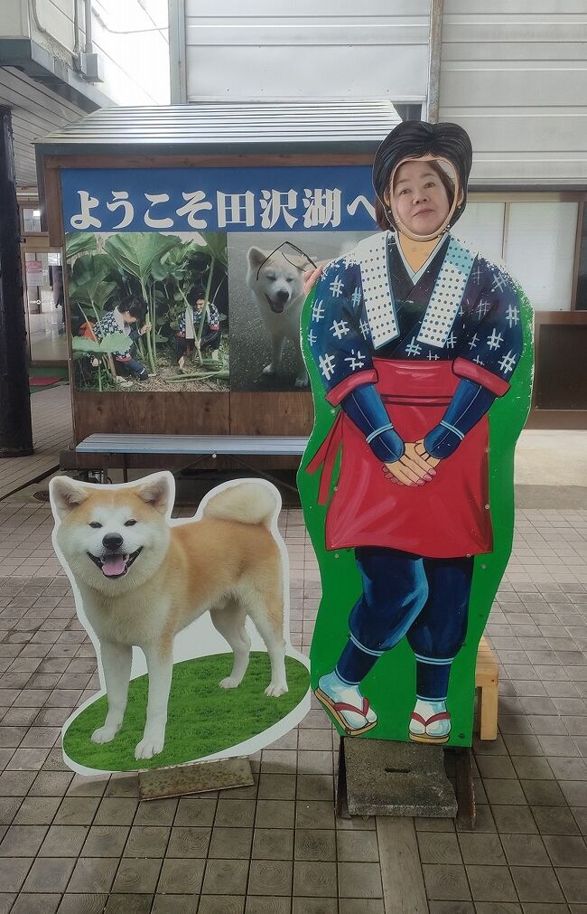 東北の秘湯温泉巡りのツアーも最終日になりました。「新玉川温泉」の湯にゆっくり浸かった後はバスに乗って八幡平の山を西側に下り、田沢湖の手前で左折して「乳頭温泉郷」に向かいます。「乳頭温泉」というと巨大な白濁した露天風呂を想像しますが、到着したのは「大釜温泉」とい小さな宿でした。湯は同じなのかもしれませんが、持っていたイメージとかけ離れすぎていてちょっと残念でした。これで8つの湯巡りは終わりです。バスは来た道を引き返し、「田沢湖」の湖畔のドライブインに停車します。ここでは秋田犬や比内鶏が出迎えてくれます。まずは「田沢湖」へ出てみます。朝から小雨が降っていたので心配しましたが、湖畔に出ると陽射しも差し込んできて対岸までが見渡せました。たつこ姫の金色の像を探してみますが、対岸の辺りにあるようで見ることは出来ないようです。諦めて居た象でしたが、次に向かう「角館」へは湖を半分周回しなければならず、分岐点の所で湖の中に立つ黄金色の像を見ることが出来ました。バスのドライバーさんがしばらく停車してくれたので写真も撮ることが出来ました。あっという間の初「田沢湖」でしたが、これで十分に思えました。「角館」に来るのも初めてでしたが、2月に「上桧木内風船上げ」という祭りを観に来ていて、その際にバスで近くは通過していました。何となく道路周辺の景色は覚えていましたが、豪雪の季節とはかけ離れた穏やかな風景に変わっています。上桧木内川の河畔の駐車場でバスを降りて、遅いお昼を兼ねた自由行動になります。ここでの観光はほとんど考えていなかったのですが、ご一緒していたご夫婦の奥さんが詳しいので同行させていただくことにします。まずは「金柑まんじゅう」というキーワードをもとにお菓子屋さんを探すことにします。武家屋敷の板塀を塗りなおしていた職人さんとご主人が親切に道を教えてくださり、難なく見つけることが出来ました。ここで地元の友人家族用のお土産もゲット出来ました。シロップで煮含められた甘い金柑と白あんをくるんだ上品なお菓子でした。ここの主人においしい蕎麦屋を尋ねると、自分が一番好きな蕎麦屋は「そばきり長助」ですと教えてくれました。赤そばも食べられるということですが、そもそも赤そばについて知りません。ということで教えてもらった道を進むとそのお店はありました。桜の季節も終わって比較的空いている「角館」ですが、武家屋敷通りには観光客も多くて心配しながら店の引き戸を開けると先客は同じツアーの若いご夫婦が1組だけでした。我々が入ると店の4つのテーブルは全部埋まったので、空いていてラッキーだったと思いました。ここでは秋田の日本酒を飲みながら蕎麦の出来るのを待ちます。十割赤そば（高嶺ルビー）と会津在来種の食べ比べをいただきましたが、どちらも腰があって美味しかったです。別注文した海老の天婦羅も揚げ具合と言い、良い蕎麦屋を教えてもらったと思いました。ここからはぶらぶら武家屋敷通りに戻りましたが、1人だけ「角館」が初めてだったので「青柳家」の見学に行きました。ここの屋敷も素晴らしかったのですが、小田野直武について知ることが出来たのは良かったです。速足で見学しましたが、40分は必要で、残された10分で駐車場へ戻りましたがかなり走らなければなりませんでした。「角館」で予定の観光は全て終わり、バスは雫石を抜けて盛岡に向かいます。盛岡で時間があれば駅前の焼き肉屋で冷麺を食べたいと思っていましたが、40分ほどだったのでお弁当を買って新幹線に乗り込みました。大宮駅で途中下車するのは我々だけでしたが、4日間同じ湯に浸かって親近感が湧いたせいか、何人かの方がデッキまで見送ってくださいます。こちらもホームを出る新幹線を見送りましたが、大勢の方が手を振ってくださいました。通常のツアーとは違った不思議な一体感を感じたツアーは終わりました。