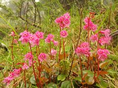 高山植物咲き誇る　日本百名山　日光白根山ハイキング