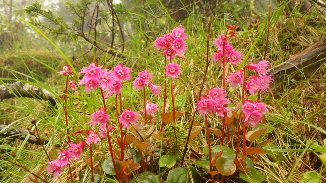 高山植物咲き誇る　日本百名山　日光白根山ハイキング