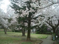 小田原城山公園へ徒歩で行ったら、満開の桜を見ることができました。