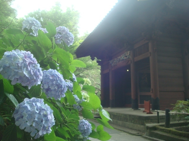 鎌倉のアジサイといえば北鎌倉や長谷に名所が多いですが、鎌倉駅東口周辺でアジサイを探してみました。<br />妙本寺・本覚寺・大巧寺で６月にきれいな花を見ることができました。