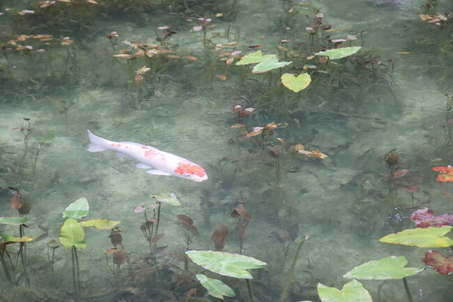 モネの池は綺麗だった