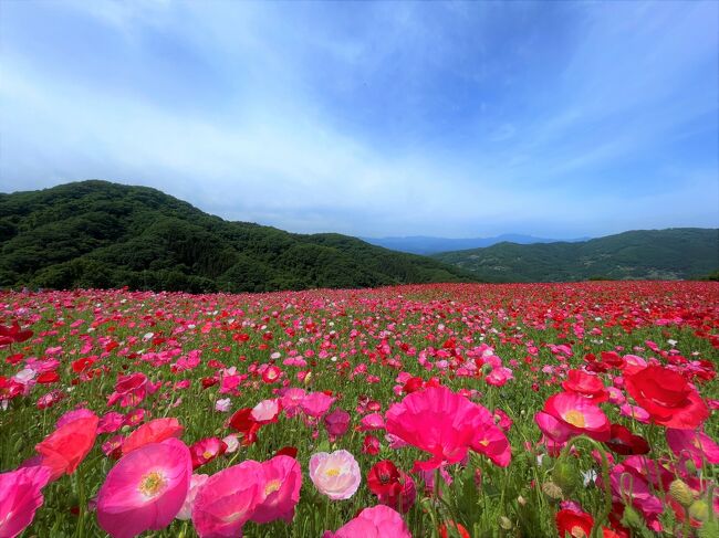 花ごころ