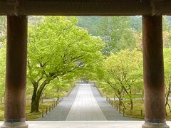 2023年春の京都⑰ "ウェスティン都ホテル～南禅寺～永観堂～泉屋博古館～インクライン" を早朝街歩き。京都は、"春の青もみじ" も美しい！