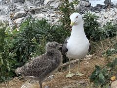 豊富温泉行くため5泊6日 天売島 秩父別温泉 てしろ夕映 ニュー温泉閣ホテル はぼろ温泉 ほろしん温泉 オロロンライン 稚内白い道！③完