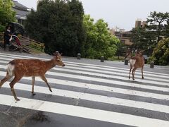 2023年GWの京都・伊賀・奈良　その３　雨の奈良観光