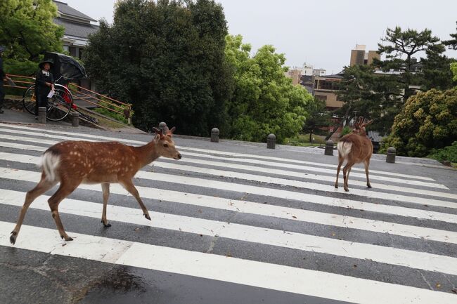 2023年GW、京都・伊賀・奈良の旅<br />２日目は忍者の町、伊賀上野に行ってきました<br /><br />その１は人込みを避けて京都散策<br />https://4travel.jp/travelogue/11837747<br /><br />その２は<br />レンタカーで伊賀上野へ<br />https://4travel.jp/travelogue/11837764<br /><br />その３は雨の奈良観光です<br /><br />元々天気予報では３日間とも雨だったのが、３日目だけ雨になっただけでも良いのでしょうが、大雨であまり歩けず<br />天気のいい日にまた行きたいな、という気分になりました