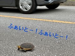 かめへんかめへん、渡ってかめへん～助けたカメに無視されて～【宮古島後編】