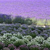 ⑬ マダムのさわやか札幌ステイ７日間　4日目の3 ファーム冨田