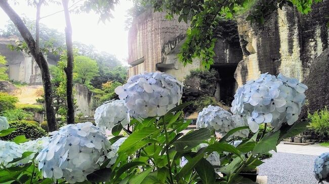 7月4日梅雨は半ばで、雨の多い日光はもみじに苔も綺麗で世界遺産日光の社寺 神橋をスタートに輪王寺、二荒山神社を散策しました。<br /><br />7月5日は日本遺産に選定された地下迷宮の秘密を探る旅、<br />大谷石文化息づくまち宇都宮をめぐりました。<br /><br />7月6日最終日はホテルのチェックアウト12時までに栃木県庁の展望台から宇都宮タワーの展望台を楽しみました。<br /><br />旅行記グループの紫陽花、花菖蒲に入れてますが、<br />日光の紫陽花は気持ち程度、宇都宮は大谷資料館、八幡山公園で綺麗に咲いてました。<br /><br />ホテルは宇都宮駅前に2棟ある<br />リッチモンドホテル宇都宮駅前アネックス棟と<br />リッチモンドホテル宇都宮駅に宿泊しました。<br />CSが高いホテルでチェックインから心地よい接客で<br />両ホテルとも満足でした。<br /><br /><br />トップ画像は大谷資料館の大谷石に紫陽花です。