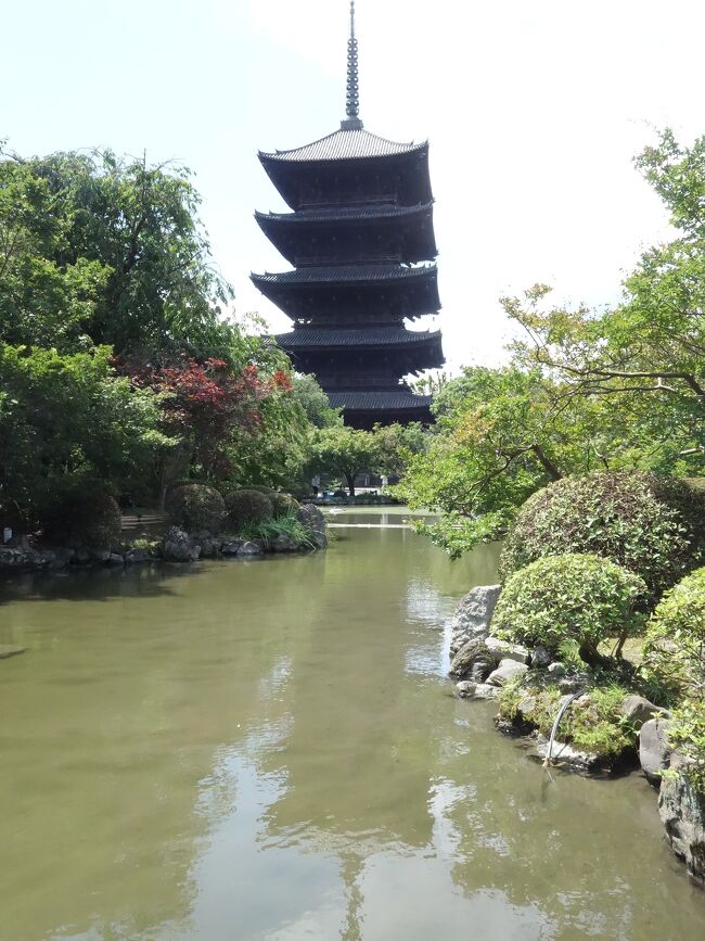 東寺へハスを見にいきました。でも,ここもまだはやくて,咲いているのは少しだけ。このお寺は,国宝がおおいので有名ですよね。