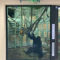 2023年春の京都⑱ ゴリラの一家に会いたくて、"京都市動物園" へ。"いちびりの弟ゴリラ キンタロウ 4才"、本日の体重は 88キロ！