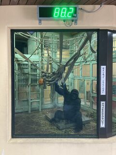 2023年春の京都⑱ ゴリラの一家に会いたくて、"京都市動物園" へ。"いちびりの弟ゴリラ キンタロウ 4才"、本日の体重は 88キロ！