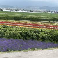 富良野・美瑛　ラベンダーと丘の旅　２泊3日（前編）