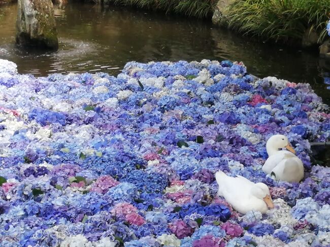 数年前からいつか行こうと思っていた茨城にある雨引観音の紫陽花の花を池に浮かべた水中華を見に行ってきました。ここ数年7/1頃から水中華が始まるようでしたが、2023年は6月24日から始まっています。先週行こうかと思っていましたが、1週遅れてこの日に行きました。旅行記は2つに分けました。<br /><br />★旅行記１の散歩ルート　<br />東京駅→小山駅→岩瀬駅→雨引観音（水中華）