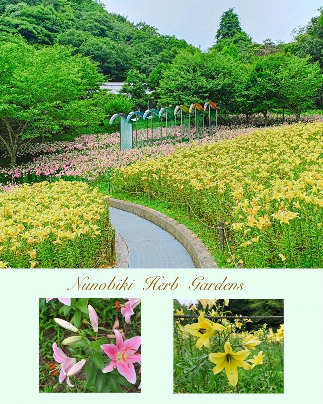 久しぶりにインスタグラムを見たら、神戸の布引ハーブ園でユリが満開だという情報が！それほど頻繁にインスタをチェックしているわけではないのですが、近郊のお花が楽しめるスポットをフォローしていて、その情報をもとに出かけることがよくあります。<br /><br />季節の花を見たい時に訪れるハーブ園ですが、初夏のユリの群生は今まで見たことがありませんでした。ユリは見た目も美しいですが、特に甘い香りが大好きで、家でもプチ贅沢をしたい時にカサブランカの切り花を買って玄関に飾りその香りを楽しんでいます♪<br /><br />インスタを見た数日後、梅雨の合間に、見頃だというユリをメインにお花を見に行くことにしました。でも、実はそのユリが思いもよらないことになっていたんです。詳しいことは旅行記で...。布引ハーブ園ではいつも同じようなところの写真ばかりが続きますが、よかったらお付き合いください(^_-)-☆<br /><br />