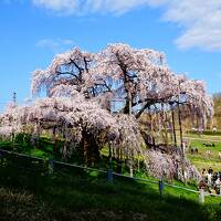 東北の旅♪五葉山＆国見山・開成山公園・三春滝桜