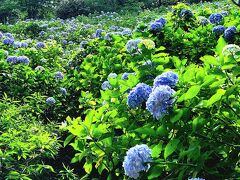 シニアトラベラー！麻綿原天拝園満喫の旅