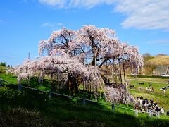 東北の旅♪五葉山＆国見山・開成山公園・三春滝桜