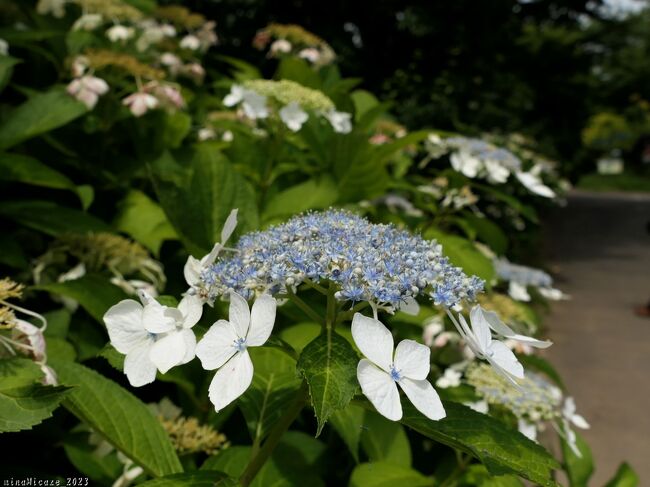 ホームページの「バラの二番花が見頃」に誘われて、「あしかがフラワパーク」へバラを見に行き、その時に見た”バラ以外の花”の紹介です。<br /><br />アジサイを見たかったのですが、さすがに7月の7日では最盛期を過ぎていて、ほとんどが枯れ進んでいました。正面ゲート前の花壇と「フラワーステージ」では、すでに熱帯性スイレンが植栽されていて、少しですが咲き始めていました。