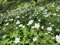 高尾にあったニリンソウの大群生