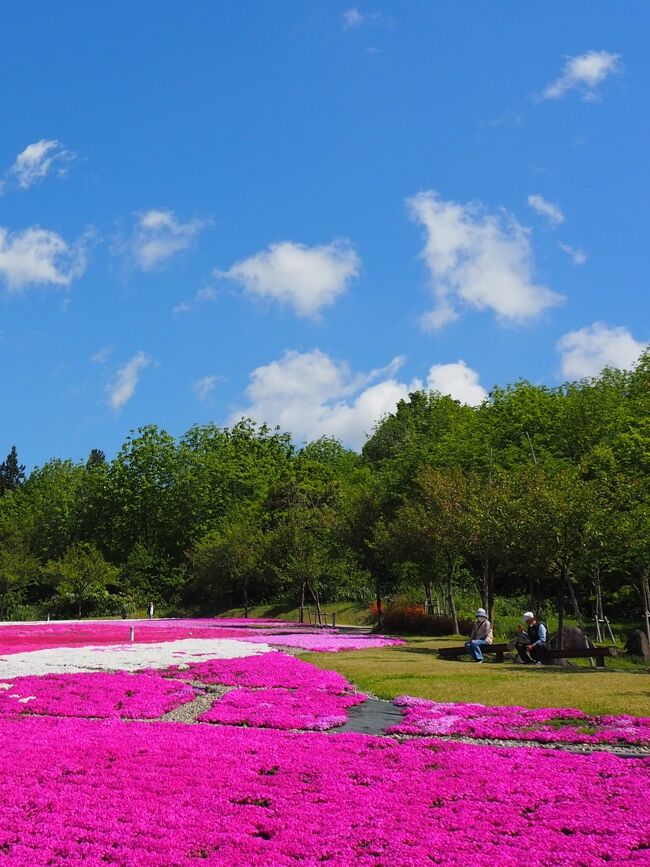 　新潟県の春も本番を迎える季節になり、各地で花などのイベントが始まりました。<br />４月２８日、天候にも恵まれ、毎年訪ねている五泉市の牡丹園「ぼたん百種<br />　　　　　　展示園」を訪ねました。とても手入れ等が行き届いていて綺麗　　<br />　　　　　　に咲いていました。特に見晴台から園内を見渡せるのが最高で<br />　　　　　　した。　　　　　　　　　<br />　　　　　　その後新潟市にある「北方文化博物館」の藤棚が見ごろのニュ<br />　　　　　　ースにひかれ訪ねました。大勢の人が春を感じていました。<br />　　　　　　帰路途中燕市の「八王寺白藤」も楽しみました。<br /><br />４月２９日、この日は「越後丘陵公園」を訪ね、「クリスマスローズ」を見<br />　　　　　　てきました。<br /><br />５月　３日、長岡市「水道公園」のこいのぼりを楽しみました。<br /><br />５月　４日、三条市の「燕三条地場産業振興センター」のイベントに出かけ<br />　　　　　　てきました。帰路、見附市の「みつけイングリッシュガーデ」<br />　　　　　　で、春の花を楽しみました。<br /><br />５月　６日、長岡市の長岡市緑花センター「花テラス」で春の花の手入れ等<br />　　　　　　教えていただきました。<br /><br />５月１１日、魚沼市の「根小屋花と緑と雪の里」の芝桜を堪能。<br /><br />５月２８日、「越後丘陵公園」のバラ祭りに出かけてきました。久しぶりに　<br />　　　　　　駐車場が混雑し、園内も大勢の人たちが楽しんでしました。　