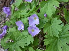 春は山野草。シラネアオイ、ヤマシャクヤク、はじめてのお花にも。