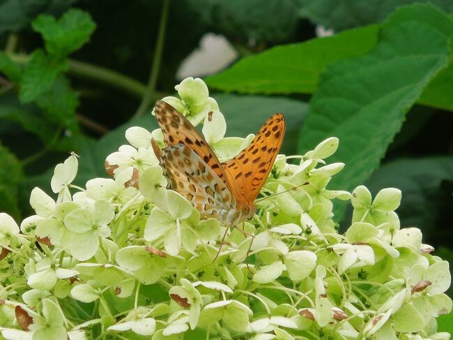 7月13日、午後2時頃に川越市の森のさんぽ道へ行きました。　この日の天気は曇りで温度は30℃でしたが、蒸し暑かったです。<br />レジャー農園横の森で美しいキタテハが見られました。　ツマグロヒョウモンがレジャー農園で見られました。　マリーゴールドの花やアジサイの花に留まっていました。　中央部分の農家の庭でクロアゲハが見られました。同様にチャバネセセリやアカボシゴマダラも見られました。　奥のもりではダイミョウセセリ、スジグロシロチョウ、キチョウが見られました。<br /><br /><br /><br />*写真はアジサイの花に留まっているツマグロヒョウモン