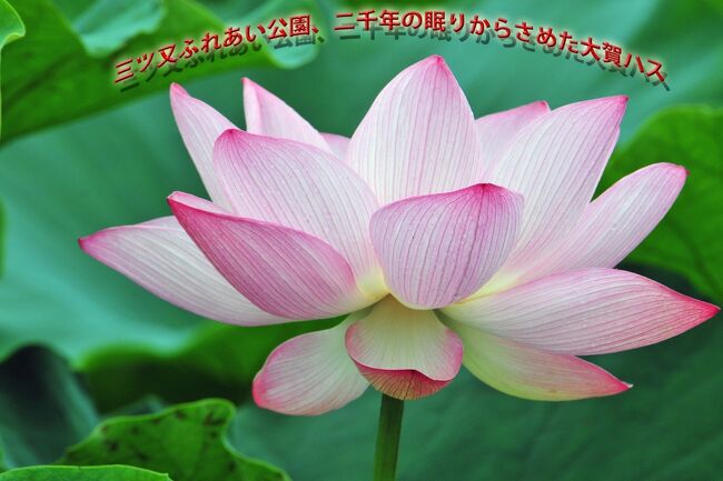 三つ又ふれあい公園(春日井市東野町西)へ行き、<br />その後に春日井市潮見坂平和公園の池へ<br />可児市の薬王寺へ、同じ市の太多線近くの田園近くの踏切へ。<br />以前、このような春日井市と可児市コースでしたが、<br />今は・・・。 <br /><br />三つ又ふれあい公園は7月になるとハスの花が咲き始めます。<br />池全体にハスが咲いており綺麗でしたが、去年から異変で、<br />ハスの花が少なくなりました。<br />その反面、同じ春日井市の潮見坂平和公園の池は、<br />駐車できないぐらい人気があるようでした。<br />続いて、春日井市から近道の尾張パークウェイから国道19号<br />そして最後に岐阜の可児市の薬王寺へ<br />「双頭蓮(そうとうれん)」と呼ばれる<br />古くから吉祥とされるハスも見受けられます。<br />薬王寺のハスは<br />市民団体「鳩吹山を緑にする会」長年維持管理方々入られ、<br />私が、ハス田へ向かうと・・会合有りましたが.集会が解散で、<br />何時しか、毎年来てますが何時もの静かな薬王寺でした・<br />薬王寺境内のため池(弁天池)に自生している<br />絶滅危惧種のヒメコウホネが見られます。<br />ヒメコウホネは、<br />日本固有のスイレン科コウホネ属の多年草植物が<br />弁天池に群生していますが、今は無く。<br />ハス田の方に移植、少ないが・・・。<br />最後の太多線近くの田園近くの踏切は、<br />宅地化が進み、今は池が家々へ変貌。<br /><br />愛知の春日井市.岐阜の可児市 <br />ハス巡りでしたが、ハスと同じ場所で咲いていた、<br />スイレンと絶滅危惧種のヒメコウホネを追加。<br />