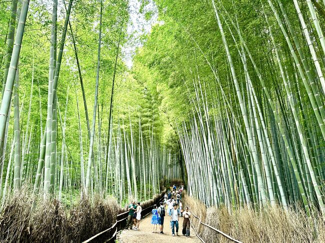 6月下旬に会社から「アニバーサリー休暇を1日付与します」というメールが来たので、7月が生まれの私はてっきり誕生日休暇だと思いました。<br />それを同僚に話すと「それは入社記念のアニバーサリーだよ」と指摘され、赤面したのでした。<br />誕生月と転職記念月が一緒とは奇遇です(笑)<br />おまけに記念の食事をして領収書を出したら、お祝いとして6,000円の補助が出るそうです。<br />さすが丸の内にある会社は福利厚生が最高~と感激したら、給与扱いで税金と社会保険料が引かれて、年収に寄るものの、実質手取りは4,500円くらいになるらしいという、微妙なお祝い金でした。<br />そんな中、当初オンラインでやるはずだった研修を直接取引先でやってほしいと頼まれ、急遽大阪に行くことになったので、ここでアニバーサリー休暇を使って帰りに京都観光をしてきました。<br />夏に京都に行くならどこがいいのか思いを巡らし、梅雨の時期に緑が映えそうな苔寺(西芳寺)の予約を取ったのですが、当日大阪から京都に行く新快速が車両故障で大幅に遅れ、京都に着いたら祇園祭による交通規制でバスがなかなか来ず、結局予約した時間に間に合わないので泣く泣く諦めました。<br />出だしは躓いたけど、市内よりちょっと気温が低そうな嵐山を観光をして帰ってきました。<br />酷暑で汗だくになりましたが、それでもいいリフレッシュになりました。