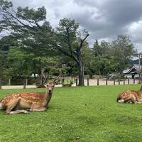 古都・奈良でかき氷旅