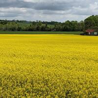 2023.5　北海道　この季節の花めぐり③　定山渓温泉と安平町の菜の花