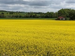 2023.5　北海道　この季節の花めぐり③　定山渓温泉と安平町の菜の花